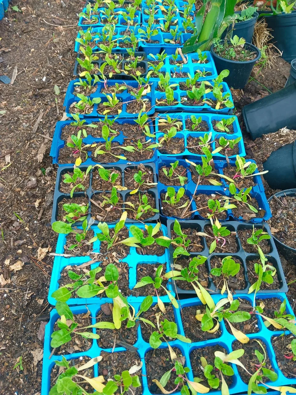 Green Finger landscaping and compost work