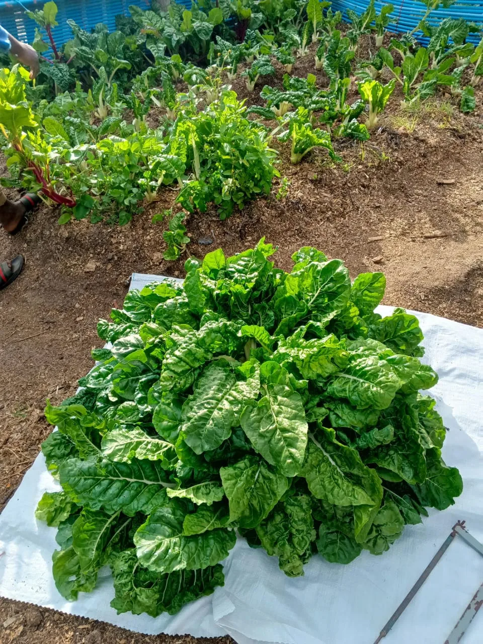 Green Finger landscaping and compost work