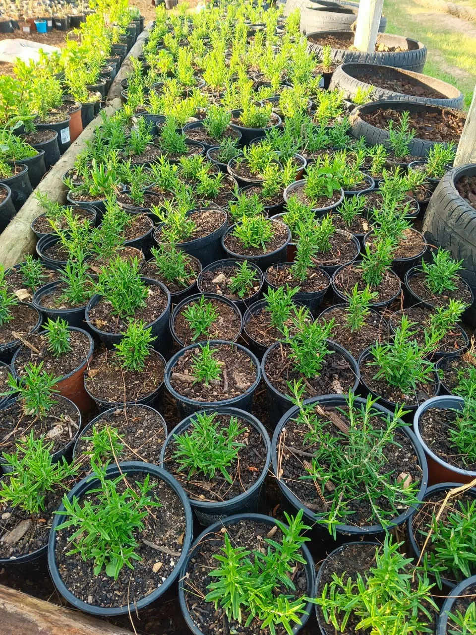 Green Finger landscaping and compost work
